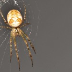 arachnee_02_1