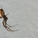 arachnee_03_1