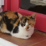 Chats_Paros