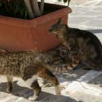 Chats_Paros_02