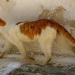 Chats_Paros_03