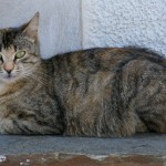 Chats_Paros_05