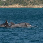 dauphins_Setubal-10