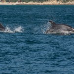 dauphins_Setubal-11