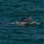 dauphins_Setubal-12