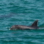 dauphins_Setubal-13