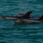 dauphins_Setubal-14