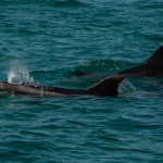 dauphins_Setubal-15