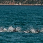 dauphins_Setubal-16