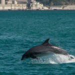 dauphins_Setubal-17