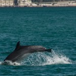 dauphins_Setubal-18