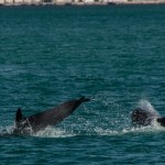 dauphins_Setubal-19