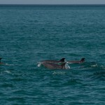 dauphins_Setubal-20