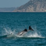 dauphins_Setubal-21