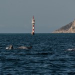 dauphins_Setubal-7