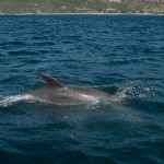 dauphins_Setubal-8