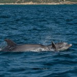 dauphins_Setubal-9